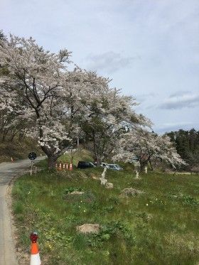気仙沼でお花見