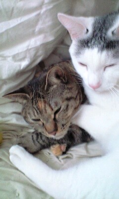ねこ