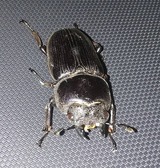 kokuwa