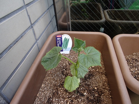 P5010167