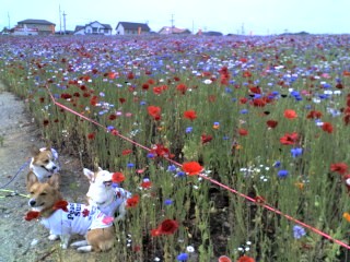 いきなりなんでないの(070625)