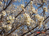 花満開