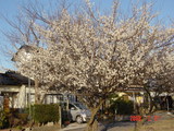 花芽が多い