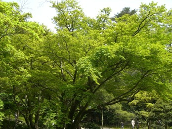 CIMG0785