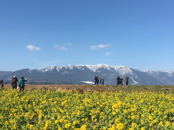 早咲き菜の花(山)
