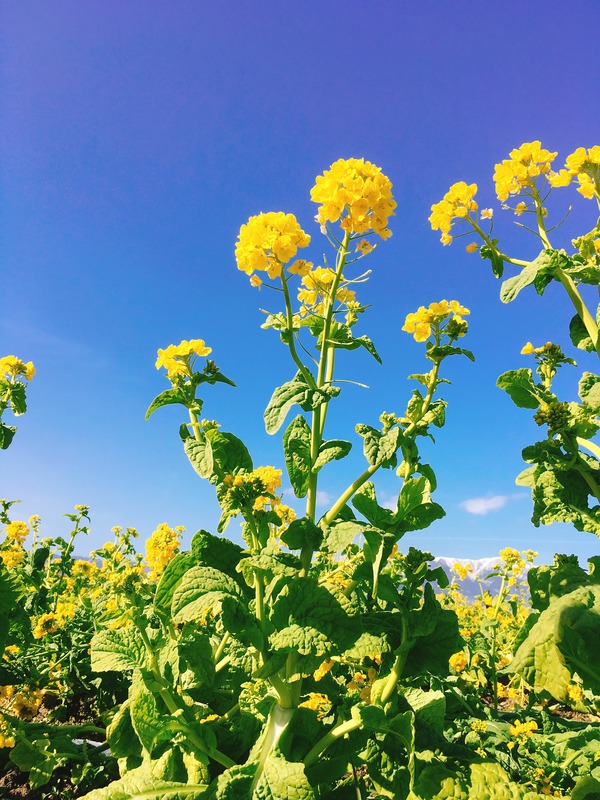 早咲き菜の花(菜の花)