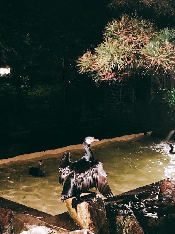 鵜が羽を広げて乾かしています