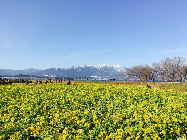 早咲き菜の花(全体)