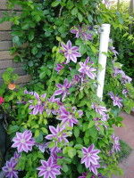 DSCN0090_1
