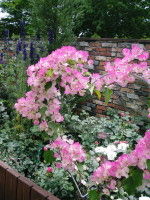 DSCN9520_1