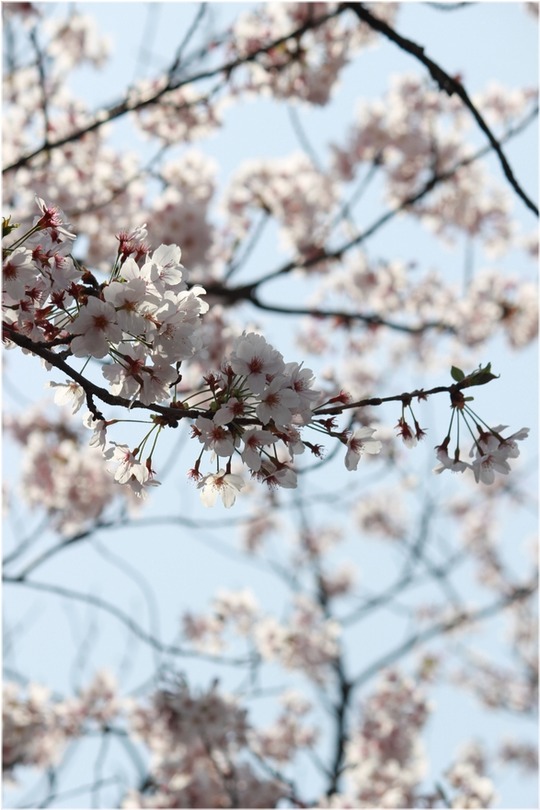 1aykogIMG_0008