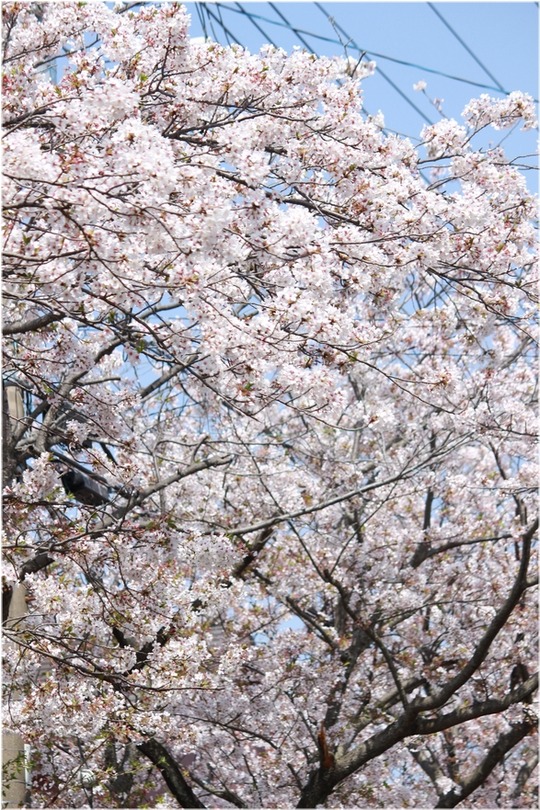 1aykogIMG_0043