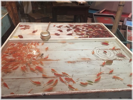 金魚YHF8