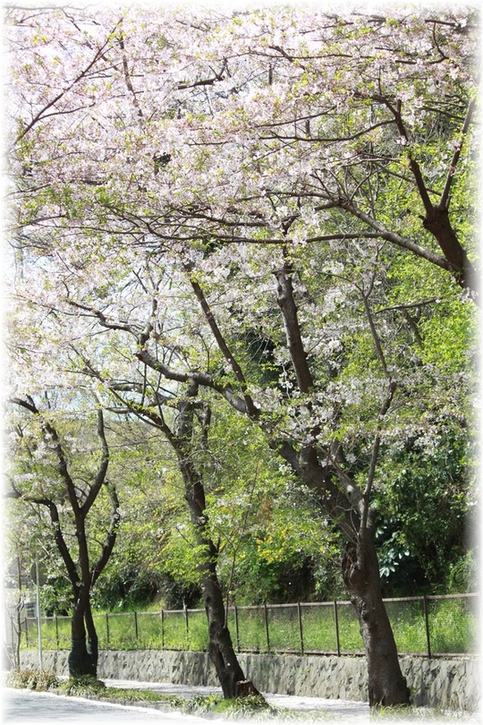 1aykogIMG_1110