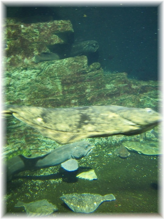 1AYKOGE-PL6642