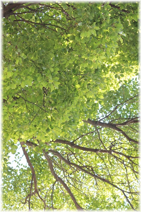 1aykogIMG_4400