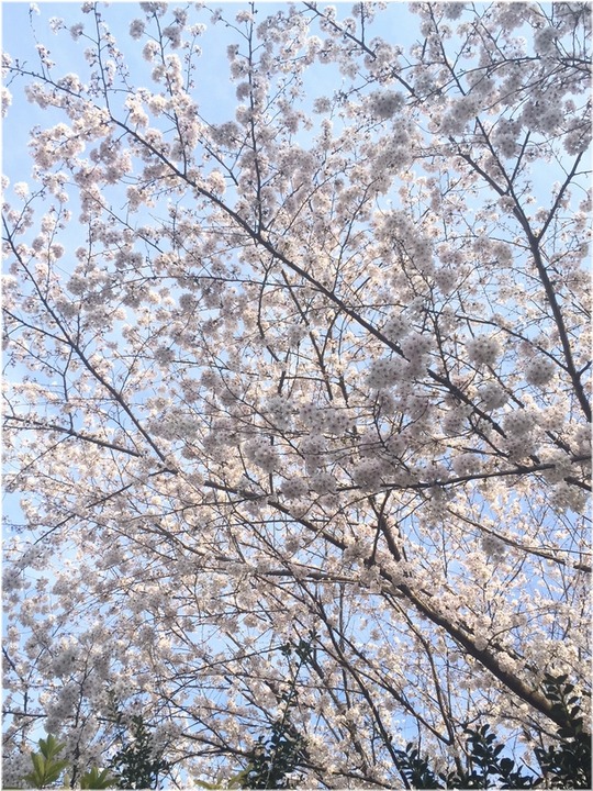 1aykogIMG_4990