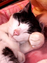���ˤ���ݤ�ǭ071202_2332~002.jpg