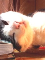 ����ˤ�?�ݤ�ǭ071201.jpg