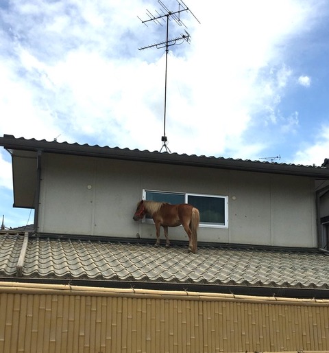 馬西日本1