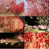 春の花見
