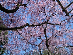 kyoto