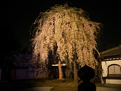 kyoto