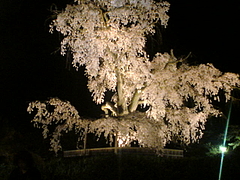 kyoto