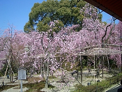 kyoto