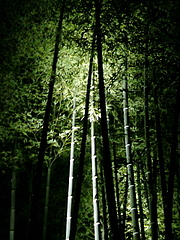 kyoto