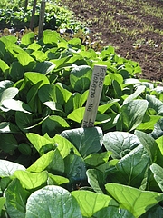 Farm stay at P.E.I 14