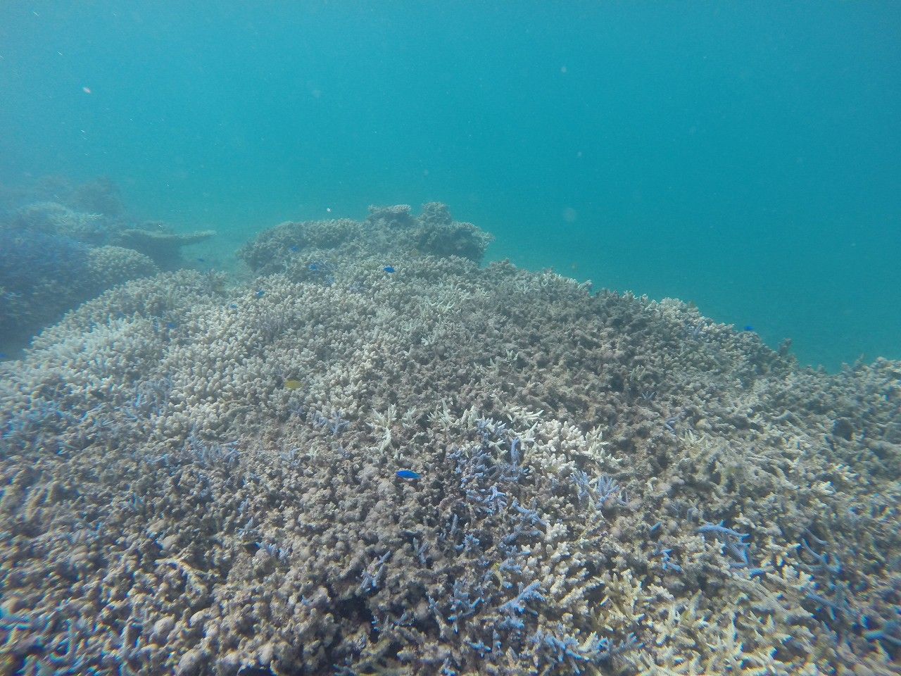 GOPR0348