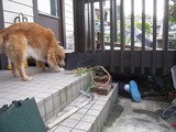 24 草刈り 1