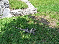 8.9 Tulum°äÀ× ¡Ê¥¤¥°¥¢¥Ê¡Ë 2