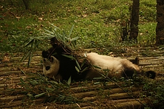 パンダ基地 7