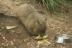 Currumbin Wildlife Sanctuary 8