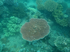 Cairns 8