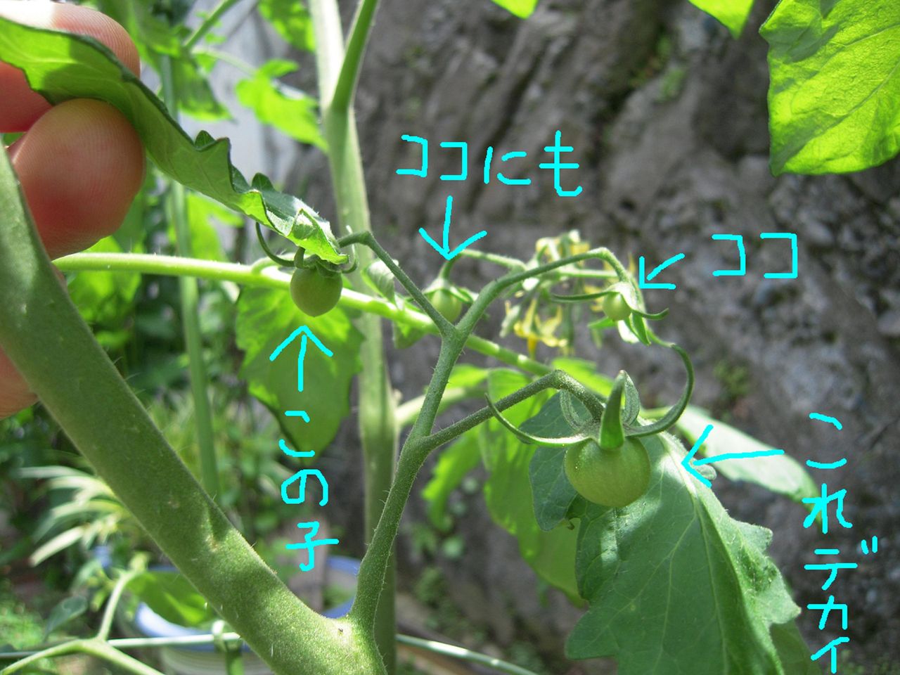 DSCN0879