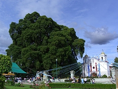 Oaxaca (El Tule) 4