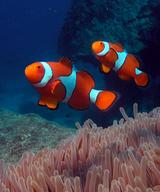clown anemonefish1