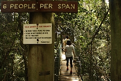 Lamington National Park 1