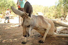 Currumbin Wildlife Sanctuary 4
