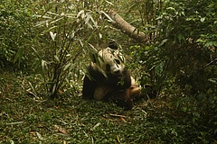 パンダ基地 3