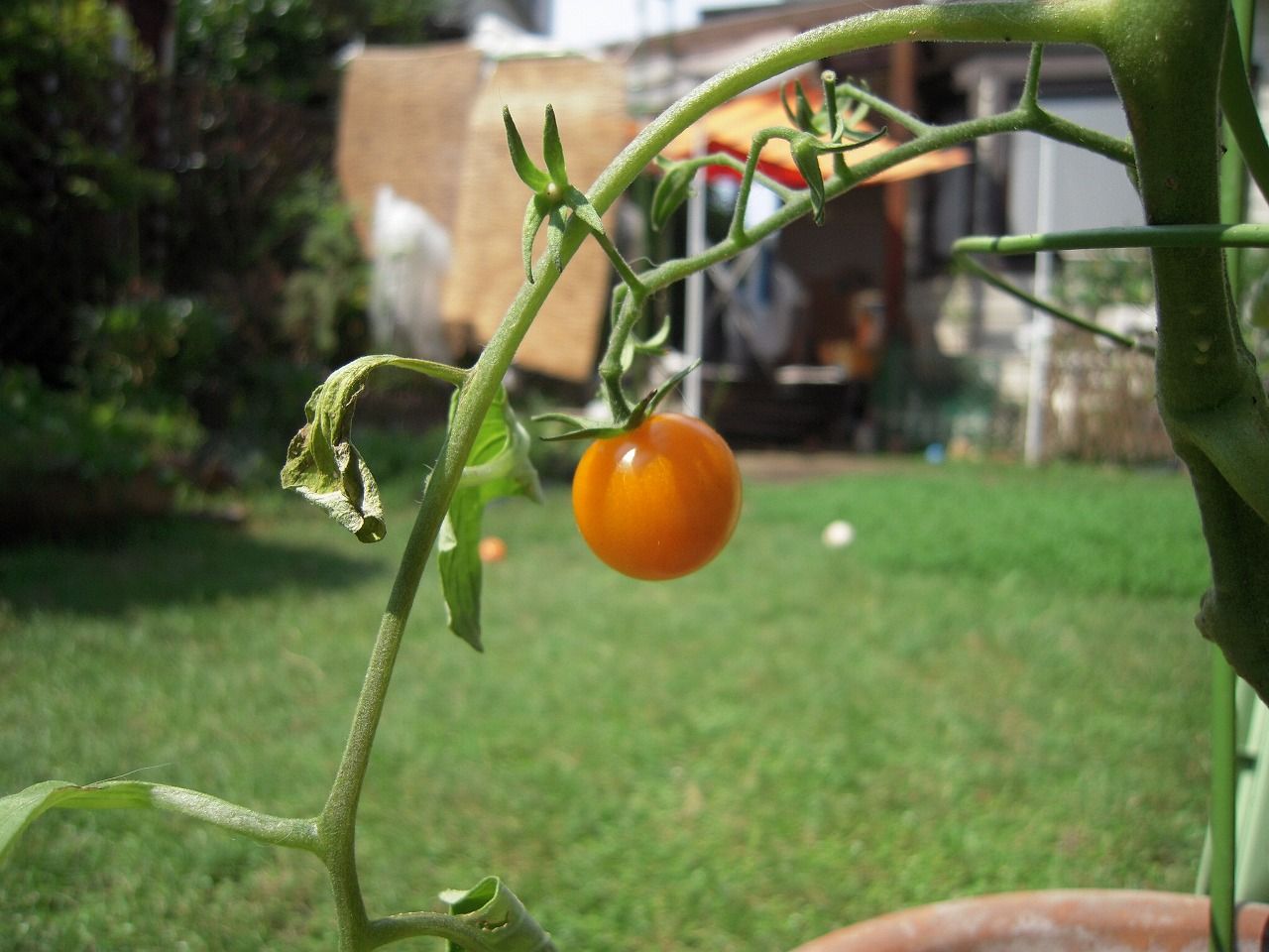 30 Harvesting 3