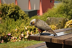 Stewart Island