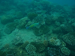 Cairns 2