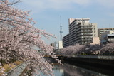 桜仙台掘