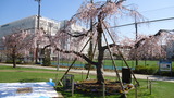 花見