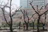 桜雨2