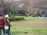 花見2